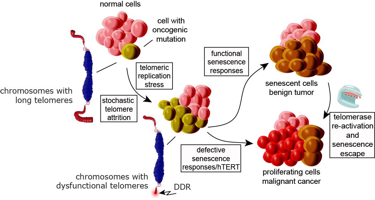 Text Box:      Figure 1: Model illustrating the role of TDIS in suppressing malignant cancer progression in humans.   
