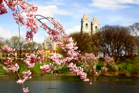 A tree branch with pink flowers and a lake in the background