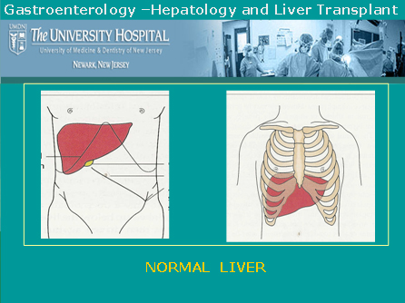 Normal Liver