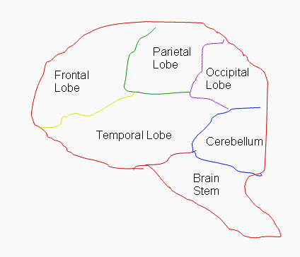 Niemann–Pick disease, type C - Wikipedia