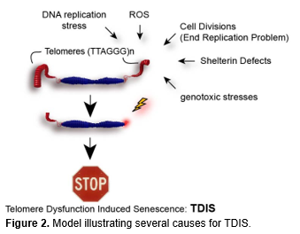 Text Box:  
Figure 2. Model illustrating several causes for TDIS.
