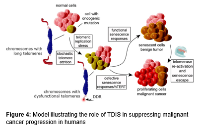 Text Box:  

Figure 4: Model illustrating the role of TDIS in suppressing malignant cancer progression in humans. 


