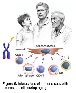 Text Box:  

Figure 5. Interactions of immune cells with senescent cells during aging. 
