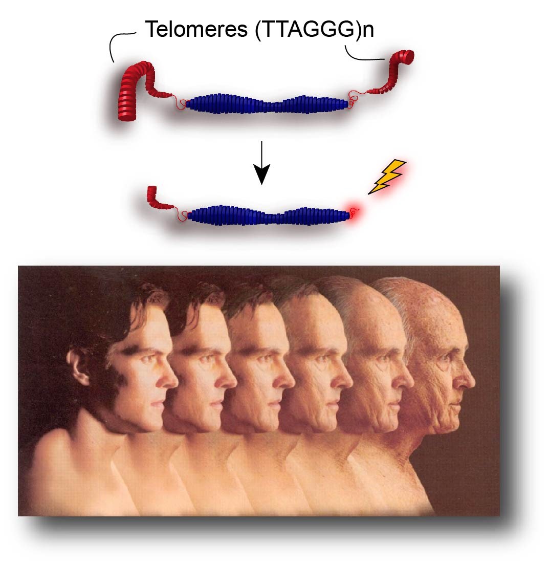Text Box:    Potential role for telomere shortening and dysfunction in organismal aging   