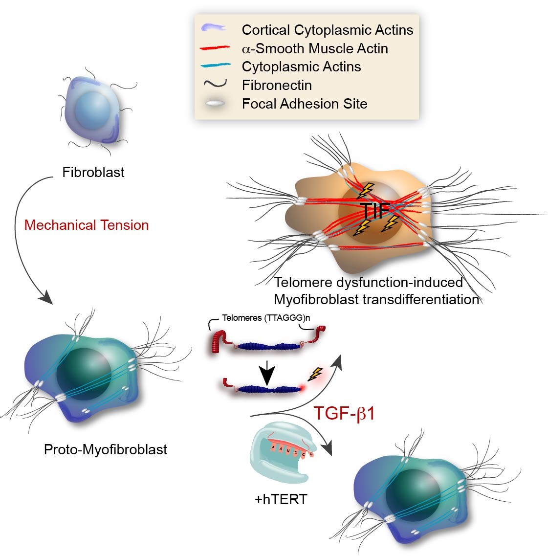 Text Box:    Model illustrating the role for TDIS in myofibroblast transdifferentiation   