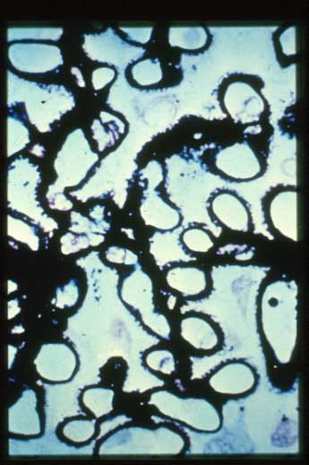 slide_51_5.jpg