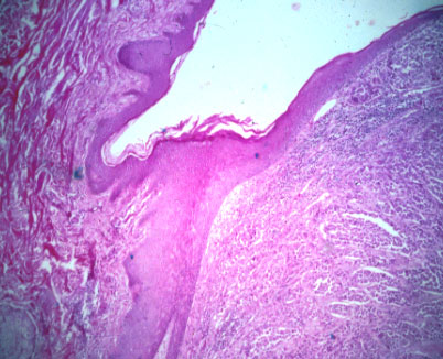 slide_87_2.jpg