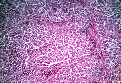 slide_87_3.jpg