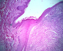 slide_87_2.jpg