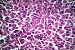 slide_87_4.jpg