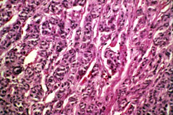 slide_87_5.jpg