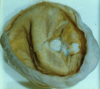 slide_91_1.jpg