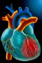 cardiovascular biology