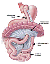 A diagram of the internal organs  Description automatically generated